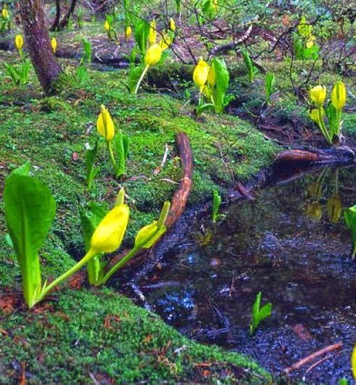 skunk cabbage